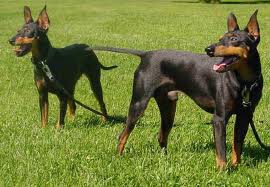 Black and Tan Toy Terrier